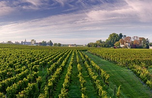 Chteau Fonroque vineyard where Clestis wine originates