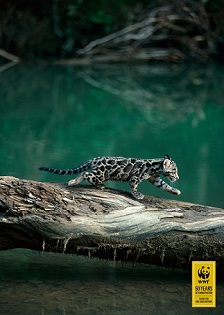 WWF poster cloded leopard auctioned by Clestis in aid of WWF