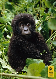 WWF poster d'un gorille vendue par Clestis aux enchres caritatives en soutien de WWF