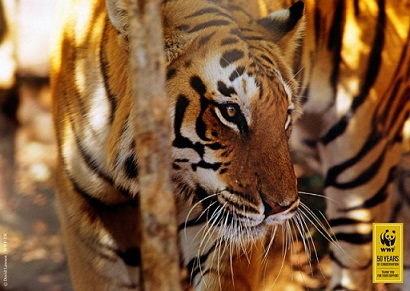 WWF poster d'un tigre mis aux enchres par Clestis pour WWF
